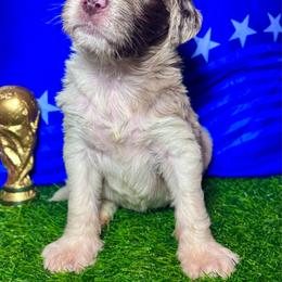 Cristiano Ronaldo (Portugal) - Merle male Labradoodle puppy in Kingston, Georgia from CC Familydoodles