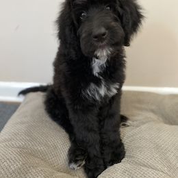 Bernedoodle Puppies from Doggy Darlins