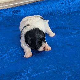 Leesa - Parti female Miniature Schnauzer puppy in Lufkin, Texas from Texas Lil Cowdogs