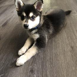 Alaskan Klee Kai Puppies from Lucky Charm Farms
