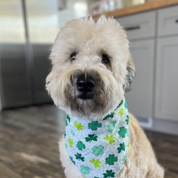 Clover - Soft Coated Wheaten Terrier