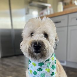 Clover - Soft Coated Wheaten Terrier