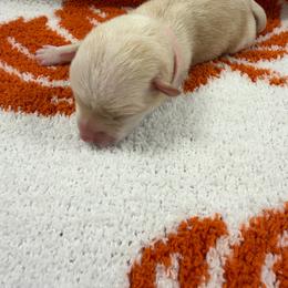 Winnie - Cream female Chihuahua puppy in Seneca, Missouri from Stephanie’s Puppy Colony