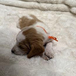 Basset Hound Puppies from CK Beagles & Bassets