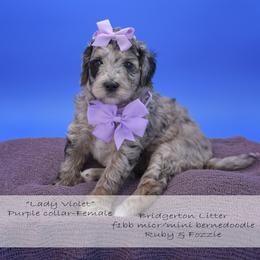 Lady Violet - purple collar - Chocolate merle female Bernedoodle puppy in Lexington, North Carolina from Deborah’s Doodles