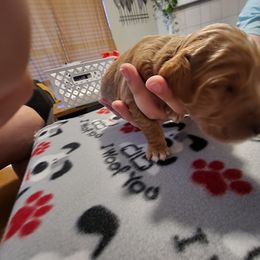 Goldendoodle Puppies from Royale's Goldendoodles