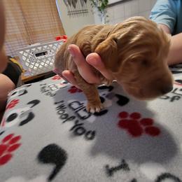 Goldendoodle Puppies from Royale's Goldendoodles