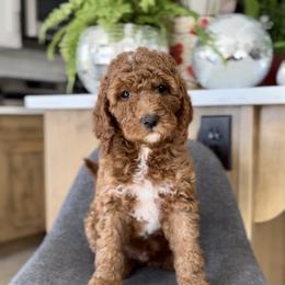 Max - Red  male Goldendoodle puppy in St George, Utah from Doodle Bears of Southern Utah