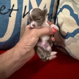 Ziggy - Silver and white male Chihuahua puppy in Dime Box, Texas from Color Me Crazy Chihuahuas