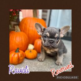 Ravioli - Blue female French Bulldog puppy in Winchester, Kentucky from Central Kentucky Blue Bell French Bulldogs