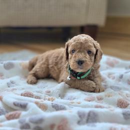 F1B Meet Pippin :) - Red male Cavapoo puppy in Centerville, Iowa from Barnyard Dachshunds, Dals & Doodles