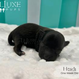 Heidi - Black and tan female Yorkshire Terrier puppy in Scottsdale, Arizona from Lil Luxe Pups