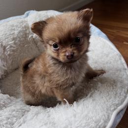 Brownie - Chocolate male Chihuahua puppy in Richland, Washington from Northwest Paws