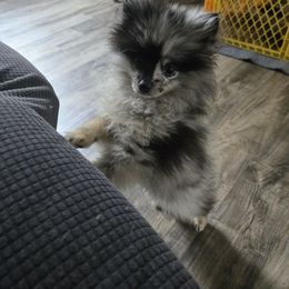 Rocket - Pomeranian