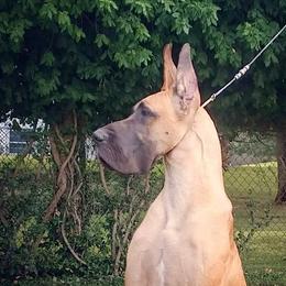 Great Dane All Grown Up from Legado Danes