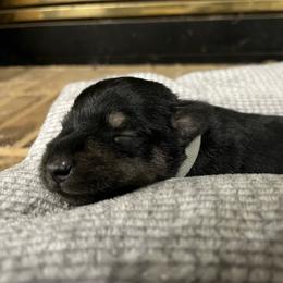 Flint - Salt and pepper male Miniature Schnauzer puppy in Dawson, Georgia from Faith Farm Miniature Schnauzers