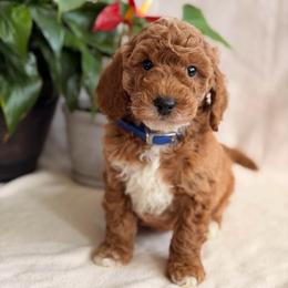 Luke - Red  male Goldendoodle puppy in Oxford, Pennsylvania from FriendlyPals