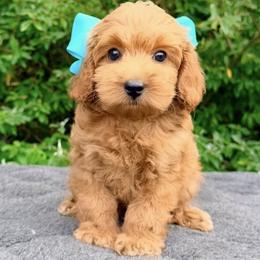 Monarch Cinnamon - Red female Australian Labradoodle puppy in Mason, Michigan from Monarch Labradoodles