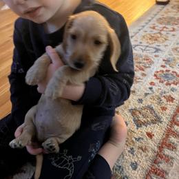 Dachshund All Grown Up from Lanier’s Little Weenies
