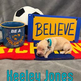 Keeley Jones - Golden female Golden Retriever puppy in Salt Lake City, Utah from Soaring golden retrievers