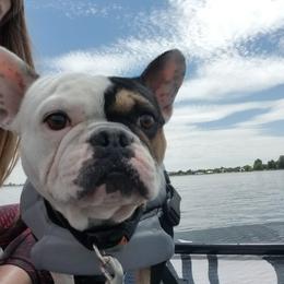 French Bulldog Puppies from NOCO French Bulldogs