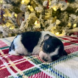 Pancakes - Black tri-color male Aussiedoodle puppy in Charleston, Arkansas from Lazy S Aussies