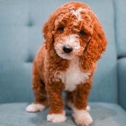 Aussiedoodle, Bernedoodle, Goldendoodle, and Irish Doodle Puppies from Sun Valley Goldendoodles