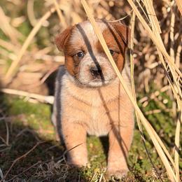Yellow Collar - Red speckled female Australian Cattle Dog puppy in Nevada, Missouri from Back Road Dog Company, LLC