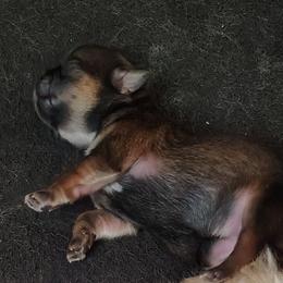 Antoinette - Annie - Tricolor female Shih Tzu puppy in Palmyra, New York from Karen's Tzus of Palmyra-Macedon