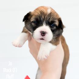 Jo - Black - Sable female Pembroke Welsh Corgi puppy in Milan, Georgia from Williams’ Welsh Corgis LLC