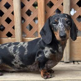 Fleury - Dapple female Dachshund puppy in Richmond, Kentucky from Cemcade Dachshunds