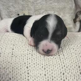 Oreo - Piebald male Dachshund puppy in Chillicothe, Ohio from Brittney's Dachshunds