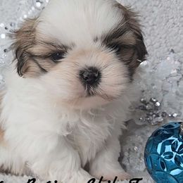 Brindle & White Parti Male - Brindle and white male Shih Tzu puppy in Middle Grove, New York from Beirin Breige Shih Tzus