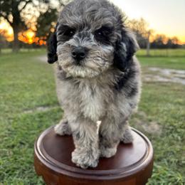 Dill - Blue merle male Aussiedoodle puppy in Lake City, Florida from North Florida Poodles and Doodles