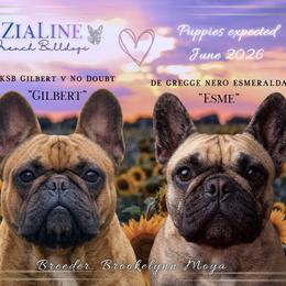 French Bulldog puppies from ZiaLine French Bulldogs