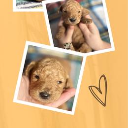 Lady - Red  female Goldendoodle puppy in Bluefield, Virginia from Love on a Leash