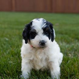 Lexi - Tri-color female Bernedoodle puppy in Fishers, Indiana from Fishers Bernedoodles