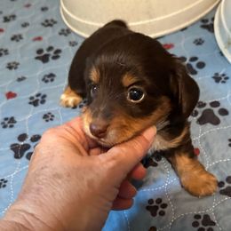Yellow girl - CKC - Chocolate and tan female Dachshund puppy in Irving, Texas from DFW Dachshunds by G & S