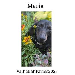 Maria - Dachshund