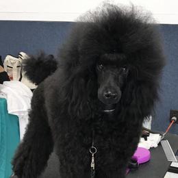Cha Cha - Poodle