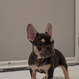 French Bulldog Puppies from Kristen's French Bulldogs