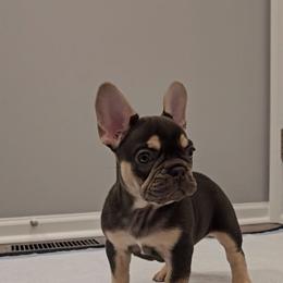 French Bulldog Puppies from Kristen's French Bulldogs