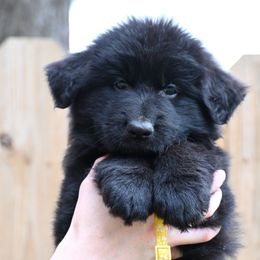 Emmet - Black German Shepherd puppy in Nacogdoches, Texas from Vom Hausgladfel
