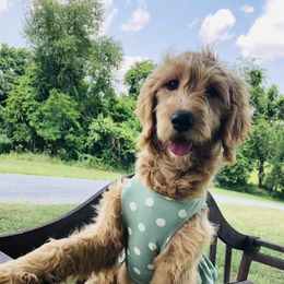 Cavapoos and Goldendoodles from Rockbridge Puppies