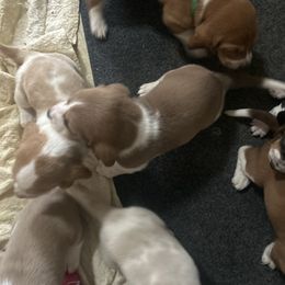 Boy 6 - male Basset Hound puppy in Lexington, Kentucky from Breashae's  Pups