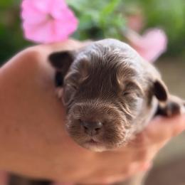 Girl 1 - Red tri-color female Australian Shepherd puppy in Hillsboro, Ohio from Sugar Grove Farms