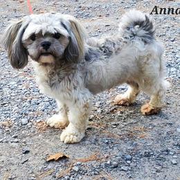 Anna - Lhasa Apso