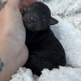 Eevee - Black female Bordoodle puppy in Canfield, Ohio from Poo's Doo's & Inu's