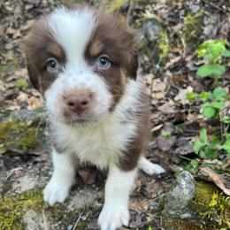 Ron - Red tri-color male Australian Shepherd puppy in Grants Pass, Oregon from Carmel Mountain Aussies