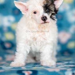 Solo - White and black female Chinese Crested puppy in Kentucky from Qilin Chinese Crested